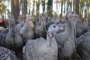 Free-range turkeys reared by Traditional Norfolk Poultry