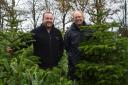 Farm manager Rob Hartley and foreman Edward Filby at Norfolk Christmas Trees in Great Melton