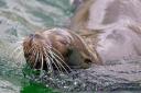 Banham Zoo has announced the death of Filippa the sea lion