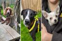 Here are five dogs at Dogs Trust Snetterton looking for a new home