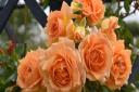 Peter Beales Roses has collaborated with the RNLI for this year's Chelsea Flower Show