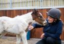 World Horse Welfare has announced the birth of the first foal from a group of 'smuggled' horses