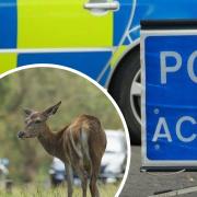 A Norfolk police officer lied about a deer causing her to crash