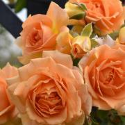 Peter Beales Roses has collaborated with the RNLI for this year's Chelsea Flower Show