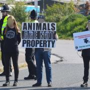 Vegan activists have been staged protests at Norwich Livestock Market since 2017