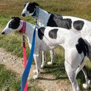 Jack and Jill would like to be adopted into the same home if possible