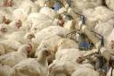 Two new bird flu cases have been confirmed in chickens at sites near Attleborough and Honington