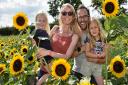 The new Field of Fun opens at Wroxham Barns where families can pick your own sunflowers, complete the Maize Maze and enjoy the foam party. The Williams Family, Livia, Siegorid, Chris and Luna