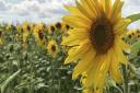 A Sunflower Festival is coming to Rookery Meadows Farm in Norfolk.