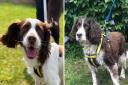 Springer spaniels Charlie and Maisie are looking for new homes in Norfolk