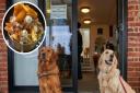 A street food event is launching at The Farm Cafe at Centre Paws in Wymondham, pictured are dogs Stella and Jenson.