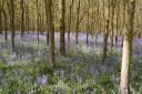 Bluebell walks are coming to Ketteringham Hall.