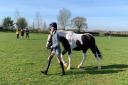 Wymondham Young Farmers’ Club's charity horse and dog show has raised £3,500 for the Spinal Injuries Association