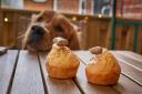 Here are seven of the best places in Norfolk to take your dog for a meal.