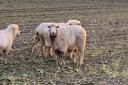 A sheep injured during a dog attack on a flock outside Wymondham