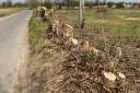 Trees and hedgerow on Little Melton Road in Hethersett have been cut down ahead of development on the land by Persimmon and Taylor Wimpey.