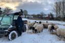 Elizabeth Barber feeding some of her sheep on a snowy field near Wymondham Abbey