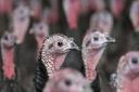 Around 55,000 turkeys were culled after bird flu outbreaks on two Norfolk farms in the run-up to Christmas