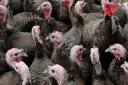 A cull of 30,000 turkeys has been completed at a farm in Snetterton which was the site of one of two Norfolk bird flu outbreaks at the weekend.