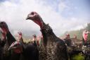 It is understood thousands of turkeys will need to be culled