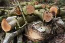 The log cutting business can continue in Old Buckenham