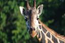 Fiona the giraffe has passed away at Banham Zoo