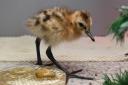 A rare black-tailed godwit chick which is one of the chicks to have hatched from eggs rescued from flooded fields