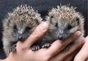 Hedgehogs are in decline in the UK.
