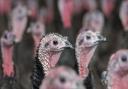 Around 55,000 turkeys were culled after bird flu outbreaks on two Norfolk farms in the run-up to Christmas