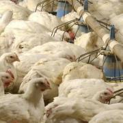 Bird flu has been confirmed at a second poultry farm near Attleborough, close to another case identified earlier this month