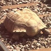 Clyde the tortoise on the line between Norwich and Cambridge