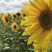 A Sunflower Festival is coming to Rookery Meadows Farm in Norfolk.