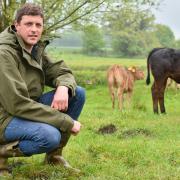 Wymondham-based builder Tom Seaman with the cattle herd he runs in his spare time