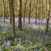 Bluebell walks are coming to Ketteringham Hall.