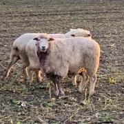 A sheep injured during a dog attack on a flock outside Wymondham
