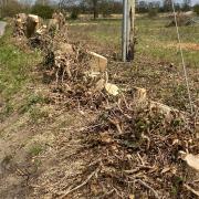 Trees and hedgerow on Little Melton Road in Hethersett have been cut down ahead of development on the land by Persimmon and Taylor Wimpey.