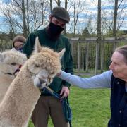 Wymondham Alpacas visited residents at De Lucy care home in Diss