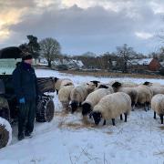 Elizabeth Barber feeding some of her sheep on a snowy field near Wymondham Abbey
