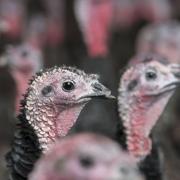 A bird flu case has been confirmed at a turkey farm near Attleborough