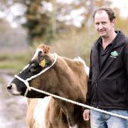 Norfolk dairy farmer Jonny Burridge and Jelly the Jersey cow have become illustrated characters in an educational children's storybook