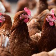Poultry will be culled after bird flu was confirmed at a seventh premises near Attleborough