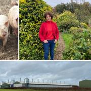 Villagers in Stow Bedon have complained about pollution coming from a pig farm nearby