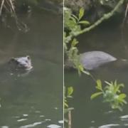 The otter was spotted in Wymondham on Saturday